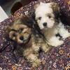 Morkie Puppies