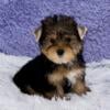 Rusty- Male Yorkie- Yorkshire Terrier