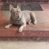 Isabella frenchbulldog for stud. AKC registered and DNA profiled