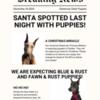 Blue & Fawn Doberman Puppies ready for Christmas