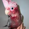 Baby Rose Breasted Cockatoo AVAILABLE NOW