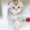 Female,Scottish Fold