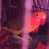 Lovebirds ready for forever home