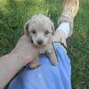 Whitey-small mini poodle female