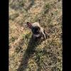 Frenchie Puppies