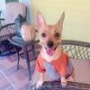Male Chihuhua 9 month puppy