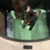 Akc french bulldog puppies