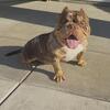 Exotic micro bully stud