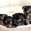 Yorkie puppies available