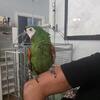 SEVERE MACAW