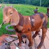 Boer Kiko dappled goat buck kid - 4 colors