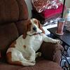 Beautiful stud available here if you want puppies available in the spring!