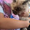 Male and female (will trade for Maine coon male)