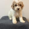 Cockapoo puppies