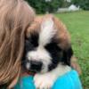 AKC Registered Saint Bernard Puppies