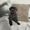 Cane corso puppies