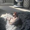 Male sphynx cat 