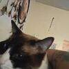 Siamese male cat