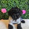 Shihpoo puppies available/vet checked health guarantee