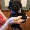 Yorkipoo black and beautiful