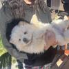 Chow pups