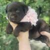 chocolate Lab Babies