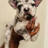 Akc registered frenchie puppies