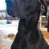 BEAUTIFUL black female Great Dane with champion bloodline