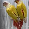 Sun Cheek Conures Pairs  