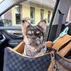 Fluffy French bulldog FOR STUD ONLY