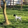 German Shorthaired Pointer AKC Puppies