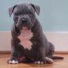 XL American Bully Puppies