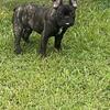 micro French bulldogs 5 months old 
