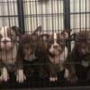 American Bullies For Sale