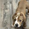 American bully Female