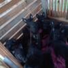 full blooded black German shepherd  puppies