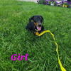 Mini Dachshund Puppies