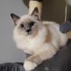 TICA registered Ragdoll 