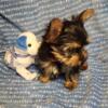 Male yorkies for sale