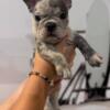 French bulldog female puppy