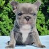 $2,590 Big Rope Blue - beautiful French Bulldog puppy for sale.