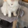 For sale Ragdoll Kittens