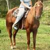 Paso Fino gelding