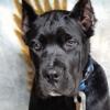 AKC Cane Corso Puppy