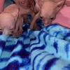 Sphynx babies!