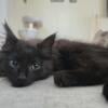 6mo old maine coon mix kitten to good home