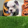 Exotic bully pups 10 weeks old 