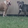 Xl American Bully waiting for confirmation