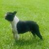 Akc/Ukc reg Boston Terrier male at stud to approved bitches