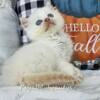 Royalblubeautys Simba- Cream Point/Mitted Ragdoll